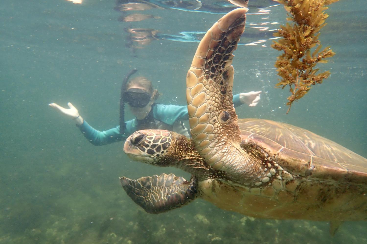 一名<a href='http://cez.spreadcrushers.com'>bv伟德ios下载</a>学生在Galápagos群岛游学途中与一只巨龟游泳.